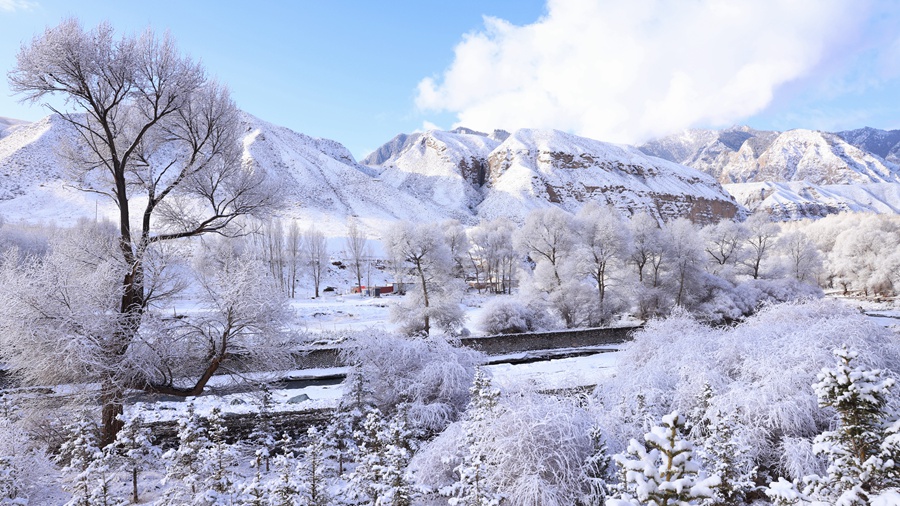 甘肃肃南：玉树琼枝美如画。武雪峰 安维斌摄