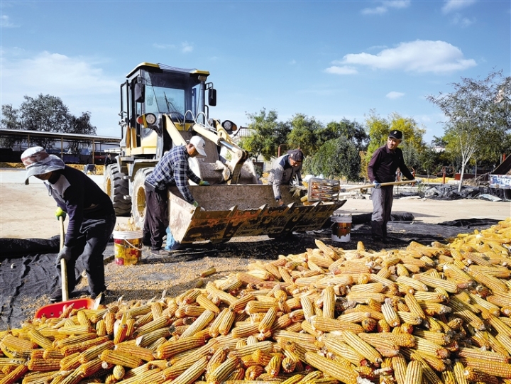         近年来，平川区紧紧围绕“粮食安全”主线，扎实推进制种玉米高质量发展，为全面推进乡村振兴、加快农业农村现代化提供重要支撑。图为该区制种玉米大户利用晴好天气翻晒玉米。                                       马军华 摄